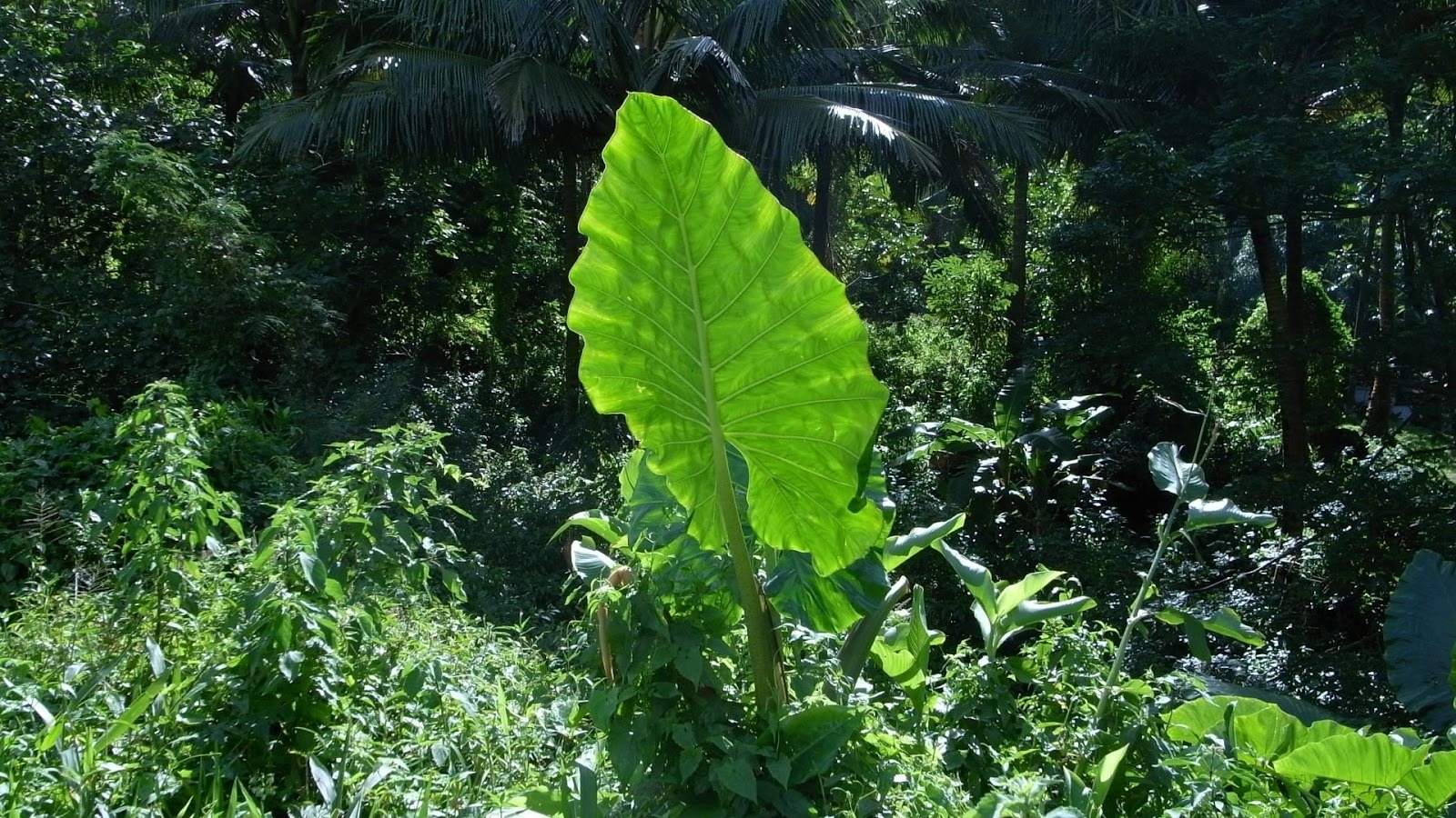 ［EVENT］OPEN LECTURE《忘れるための言葉、記憶にとっての技法》2025年10月29日［水］19:00 ‐ 21:00